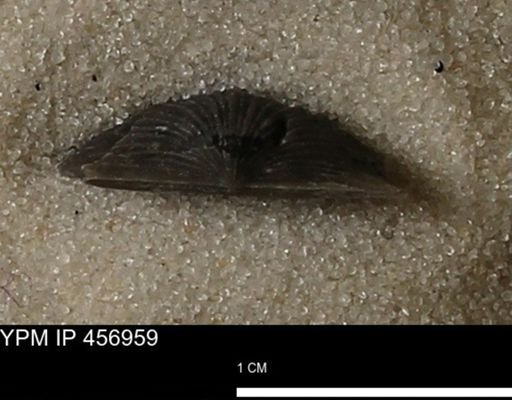 Stropheodonta sp.