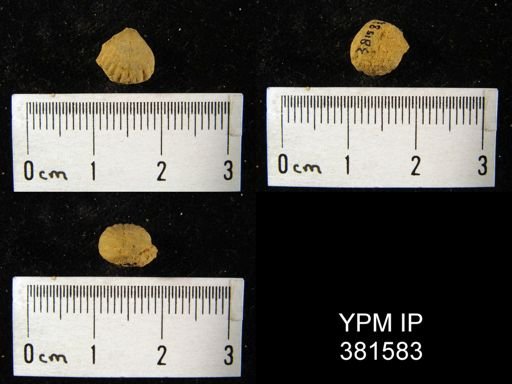 Uncinulus gordoni