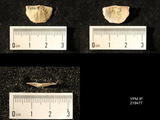 Chonetes granulifer