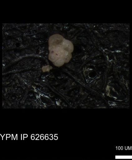 undet. Foraminiferida