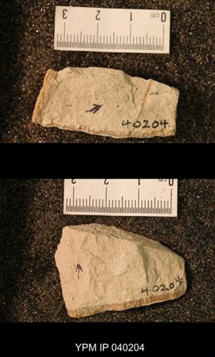 Blattaria
