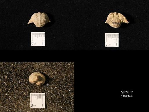 Pharkidonotus percarinatus tricarinatus