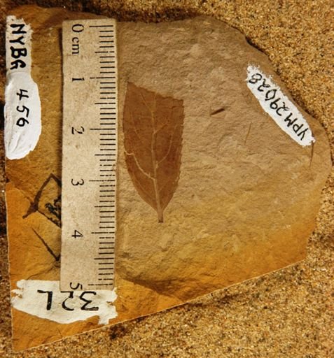 Salix succorensis