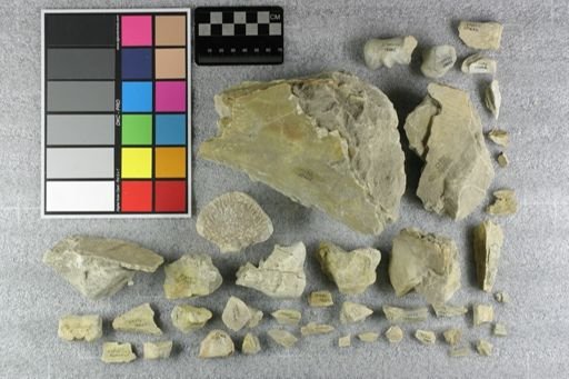 Subhyracodon sp.