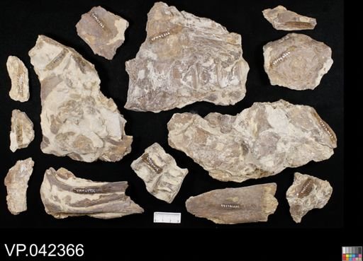 Xiphactinus sp.