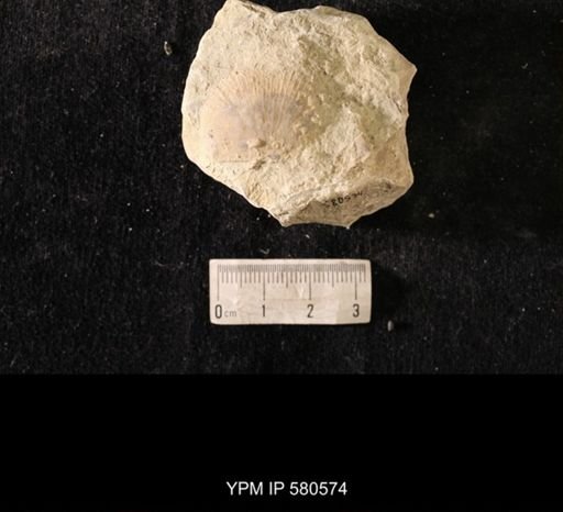 Strophomena sp.