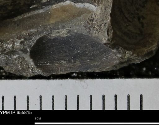 Limopsis striatopunctatus