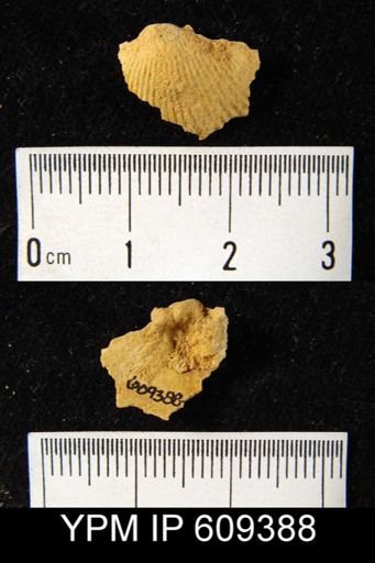 Anoplotheca concava