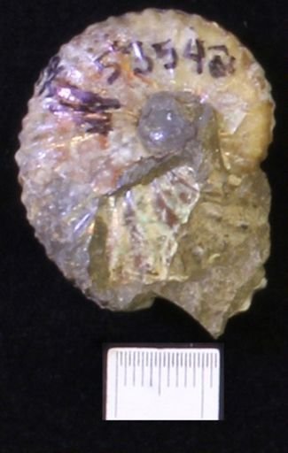 undet. Scaphitidae