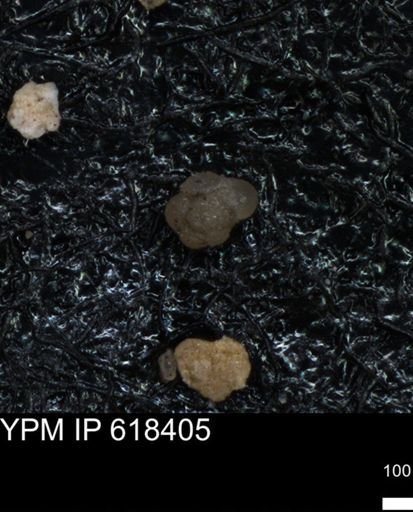undet. Foraminiferida