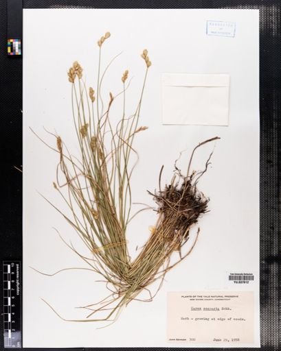 Carex scoparia