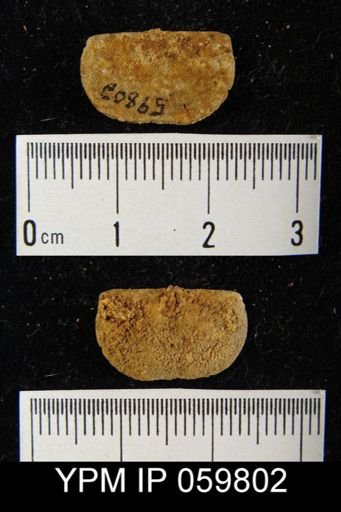 Chonetes hudsonicus
