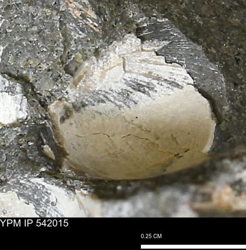 Protocardia?