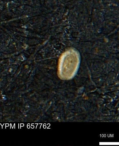 Spirolocammina subcircularis