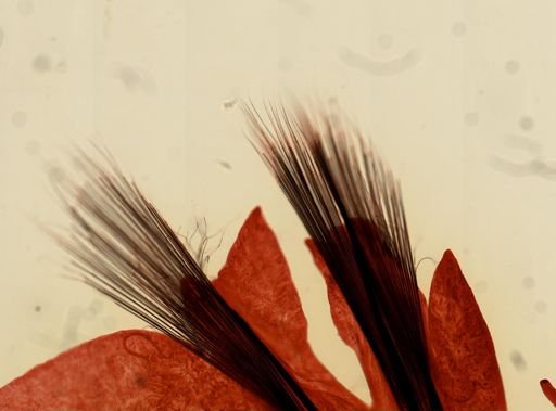 Alitta virens