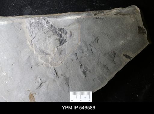 Hughmilleria sp.