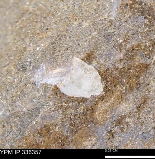 undet. Mollusca