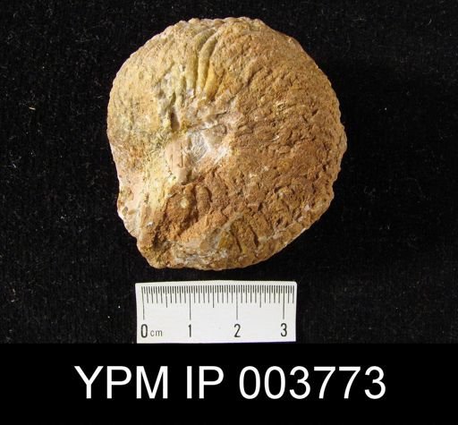 Protrachyceras aff. victoriae