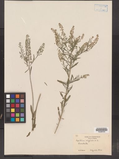 Lepidium virginicum