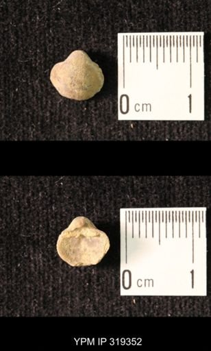 Ambocoelia planoconvexa