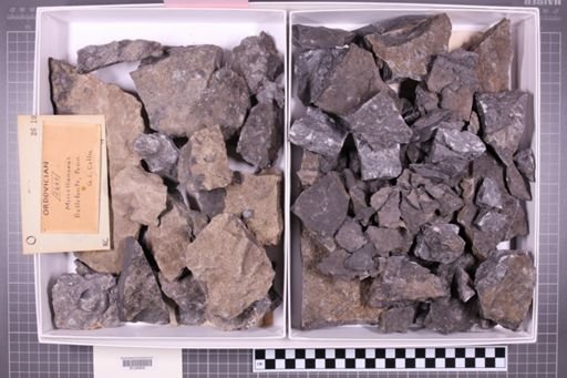 mixed taxa, stratigraphic collection