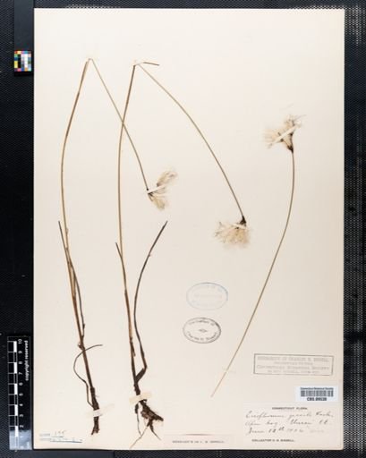 Eriophorum gracile