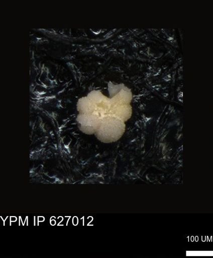 undet. Rugoglobigerinidae