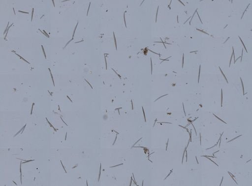 Isodictya palmata