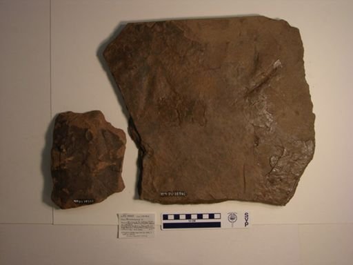 Anomoepus sp.