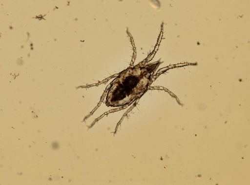 Halacarellus subterraneus
