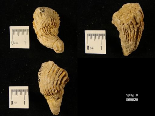 Hippurites dilatatus