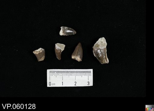 Pachyrhizodus?