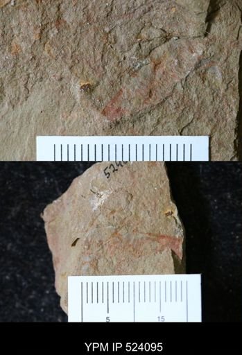 undet. Arthropoda
