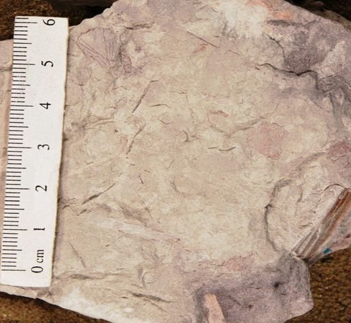 Marsileaceaephyllum mahisensis
