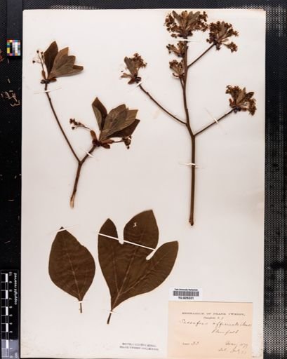 Sassafras albidum