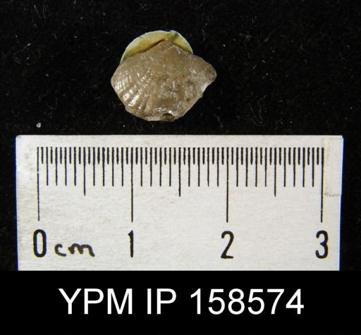 Camarotoechia pyrrha