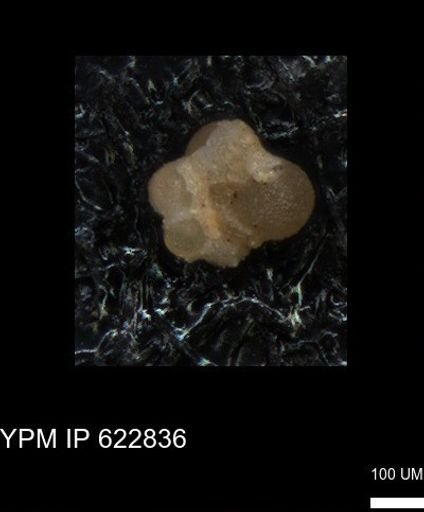 undet. Globorotaliidae