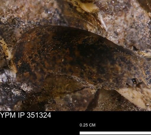 undet. Bivalvia