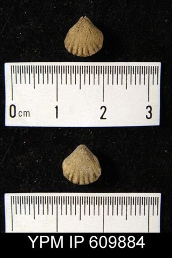 Uncinulus gordoni?