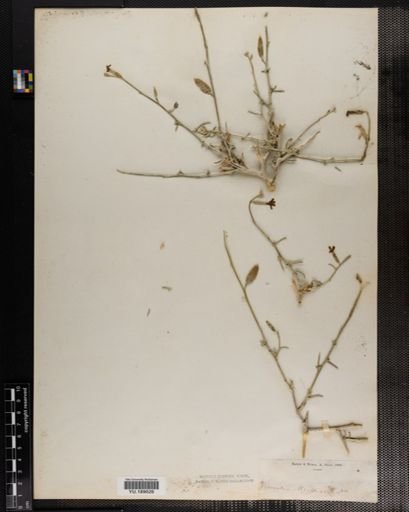 Plantae