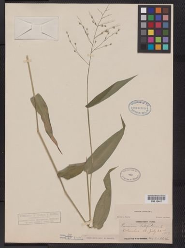 Panicum latifolium