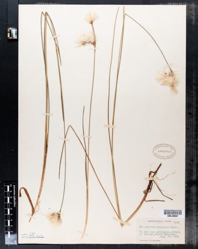 Eriophorum tenellum