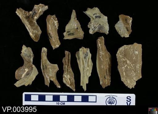Clidastes sp.