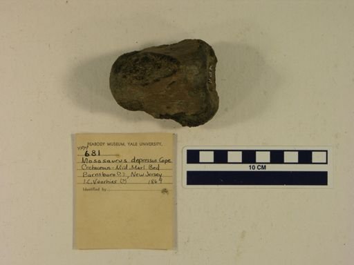 Mosasaurus depressus