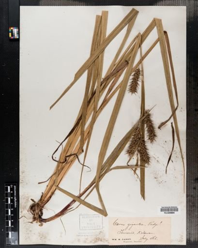 Carex