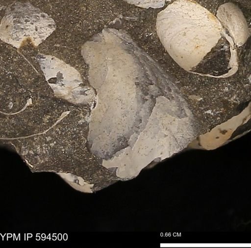 undet. Bivalvia