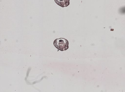 Plagiostomum whitmani