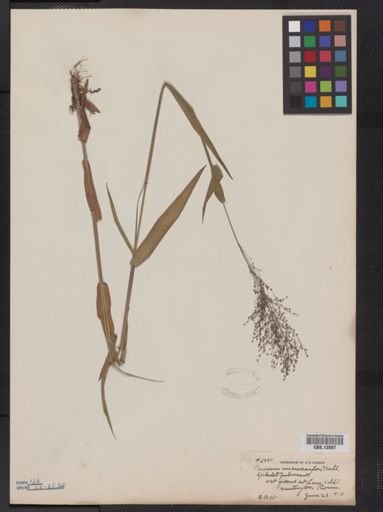 Panicum microcarpon