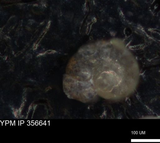 undet. Foraminiferida