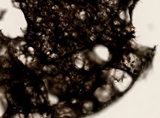 Haliclona cf. (Haliclona)